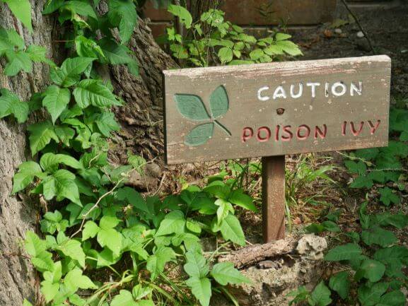 Poison ivy on a path with a sign